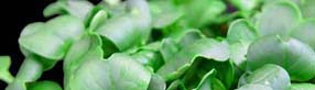 Cress