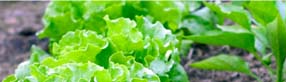 Herbs